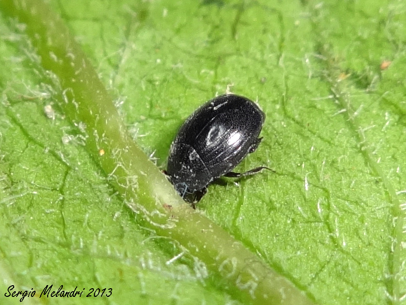 Hysteridae